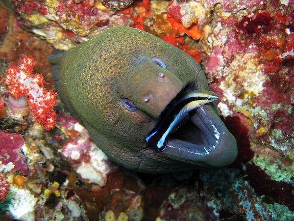 photo of a happy moray eel face sticking up out of a reef, we look right into its big open mouth as it grabs a fish