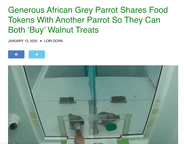 Generous African Grey Parrot Shares Food Tokens With Another Parrot so they can Both Buy Walnot Treats