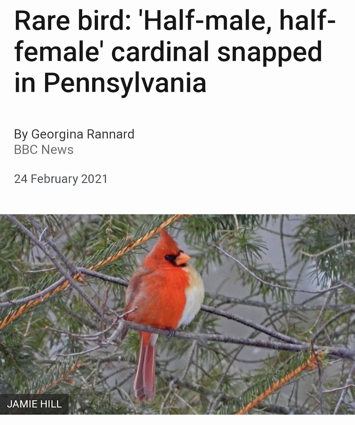 Picture of a bilateral gynandromorph cardinal, showing male red plumage on one side of its body and female tan plumage on the other. Headline above says: Rare bird: 'Half-male, half-female' cardinal snapped in Pennsylvania. By Georgina Rannard. BBC News, 24 February 2021