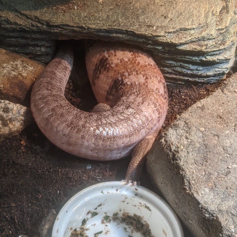 The back end of a large lizard reaching out her hind foot to grasp into the edge of a mostly empty food bowl, while the rest of her hides in a rock-shaped shelter
