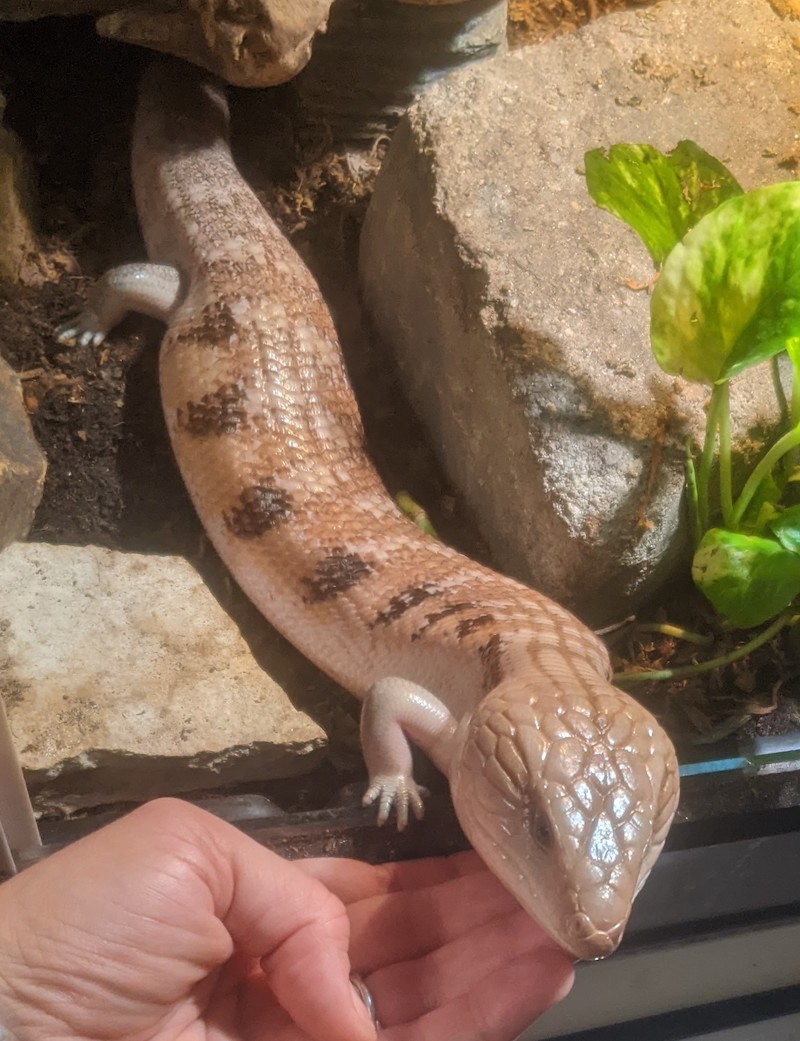 A very long lizard with tiny front legs and tiny hind legs is leaning curiously out of her enclosure to rest her face on a human hand. You can just imagine she's a T. Rex with the back legs shrunk to match her itty bitty arms.

