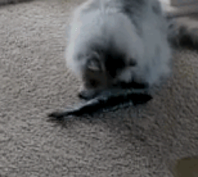 Tariq playing with a catnip fish