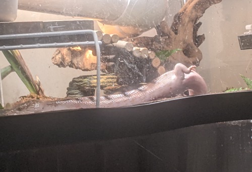 only part of doom is visible in her cage, one hind leg and part of her tail resting against the front window while the front of her body rests further down