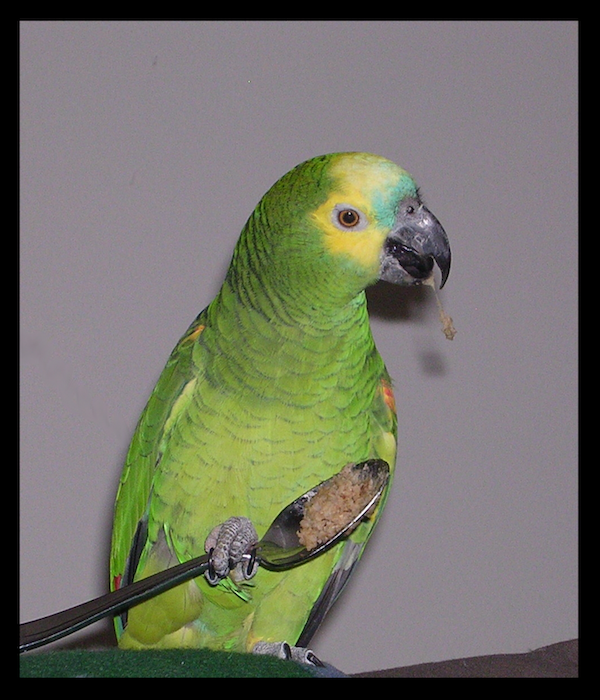 Rain Man the parrot displaying anthropomorphism by eating oatmeal with a spoon 