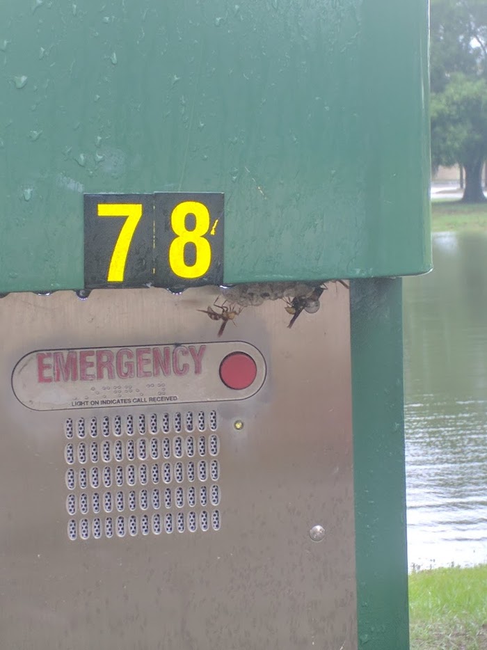 Wasp nest on a call box labeled EMERGENCY