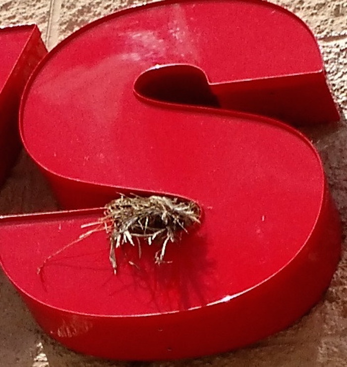 sparrow's nest in the lower loop of an S in a store sign 