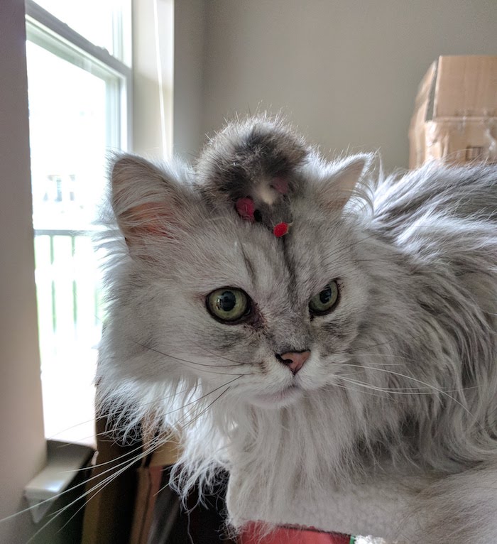 Tariq the Persian cat with a toy mouse on his head 