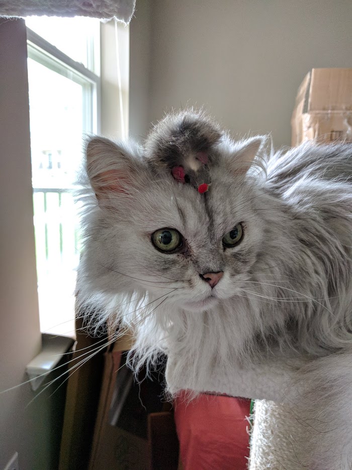 Pictured with a toy mouse on his head. 