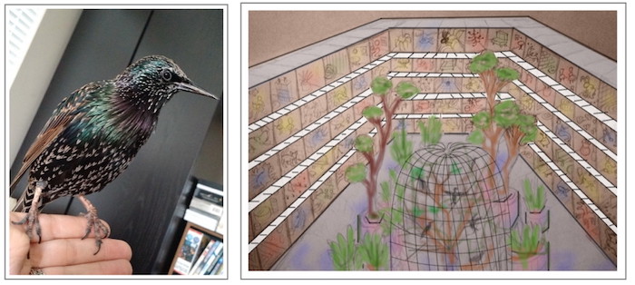 Photo of my pet starling Sirius, and drawing of a large aviary in the center of a courtyard surrounded by shelves of apartments